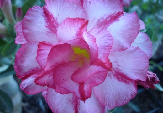 Adenium cv Triple Amazing 1