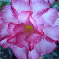 Adenium_cv_Triple_Amazing_1.JPG
