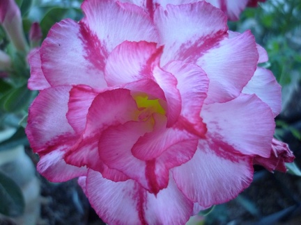 Adenium cv Triple Amazing 1