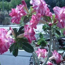Adenium cv Triple Amazing  