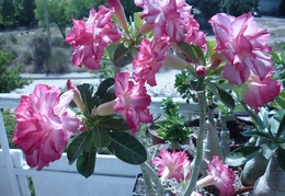 Adenium cv Triple Amazing  