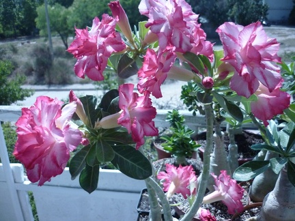 Adenium cv Triple Amazing  