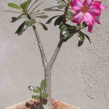 Adenium obesum