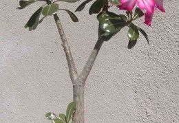 Adenium obesum