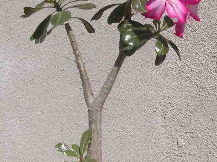 Adenium obesum