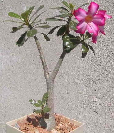 Adenium obesum (8354 відвідувань) Фото и растение Натальи Эллис (Одесса) Adenium obesum