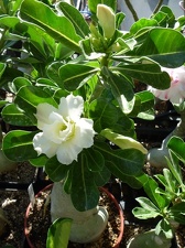 Adenium obesum -double flower cv Golden Sunshine