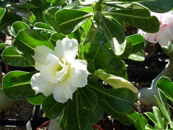 Adenium obesum -double flower cv Golden Sunshine