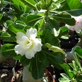Adenium obesum -double flower cv Golden Sunshine
