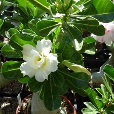 Adenium obesum -double flower cv Golden Sunshine