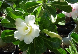 Adenium obesum -double flower cv Golden Sunshine