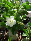 Adenium obesum -double flower cv Golden Sunshine