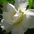 Adenium obesum -double flower cv Golden Sunshine 1