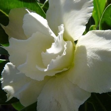 Adenium obesum -double flower cv Golden Sunshine 1