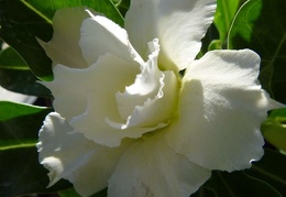 Adenium obesum -double flower cv Golden Sunshine 1