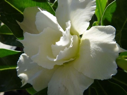 Adenium obesum -double flower cv Golden Sunshine 1