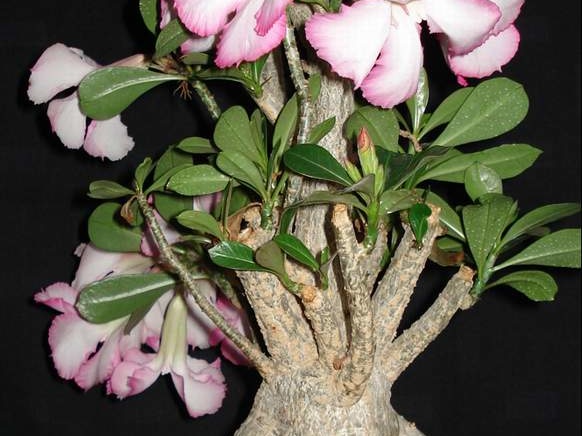 Adenium obesum Botanischer Garten der Universitat Kiel  Smeyko FG