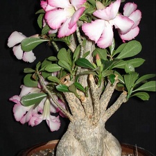 Adenium obesum Botanischer Garten der Universitat Kiel  Smeyko FG