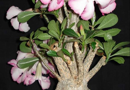 Adenium obesum Botanischer Garten der Universitat Kiel  Smeyko FG