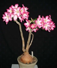Adenium obesum SPECKS0193 Tanzania  Iringa Prov  Smeyko FG