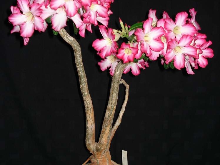 Adenium obesum SPECKS0193 Tanzania  Iringa Prov  Smeyko FG