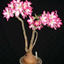 Adenium obesum SPECKS0193 Tanzania  Iringa Prov  Smeyko FG