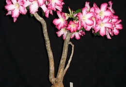 Adenium obesum SPECKS0193 Tanzania  Iringa Prov  Smeyko FG