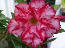 Adenium obesum  - double flower cv Allure