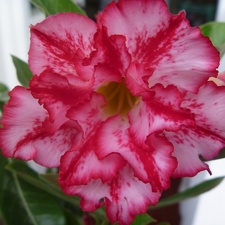 Adenium obesum  - double flower cv Allure