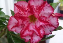 Adenium obesum  - double flower cv Allure