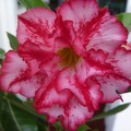 Adenium_obesum__-_double_flower_cv_Allure.JPG