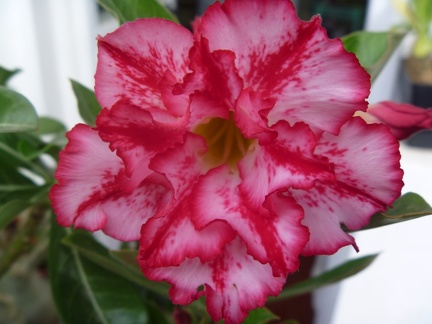 Adenium obesum  - double flower cv Allure