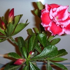 Adenium obesum  - triple flower cv   Angel 1 