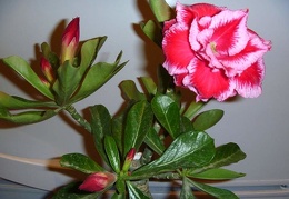 Adenium obesum  - triple flower cv   Angel 1 