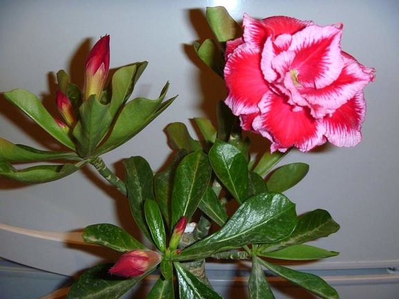 Adenium obesum  - triple flower cv   Angel 1 