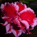 Adenium obesum  - triple flower cv   Angel  