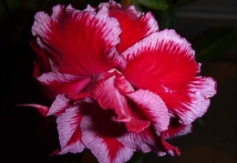 Adenium obesum  - triple flower cv   Angel  