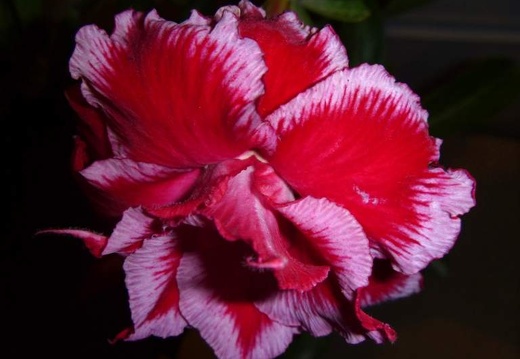 Adenium obesum  - triple flower cv   Angel  