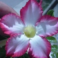 Adenium obesum  v Noble Concubine