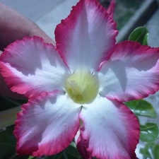 Adenium obesum  v Noble Concubine