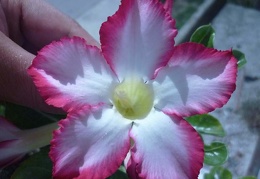 Adenium obesum  v Noble Concubine