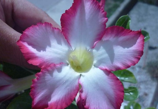 Adenium obesum  v Noble Concubine