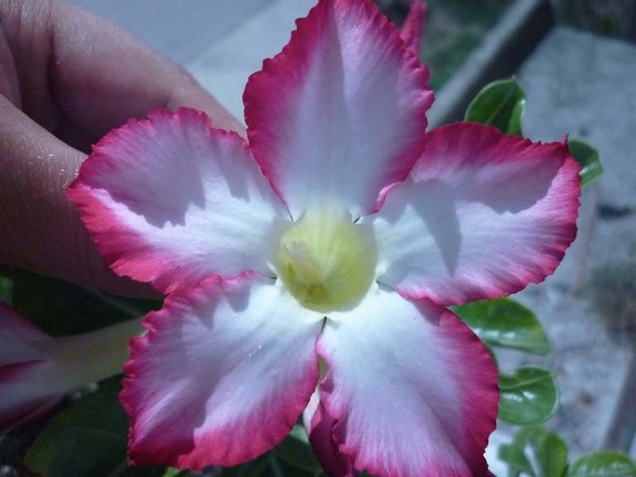 Adenium obesum  v Noble Concubine