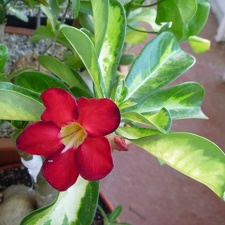 Adenium obesum cv Superba
