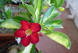 Adenium obesum cv Superba