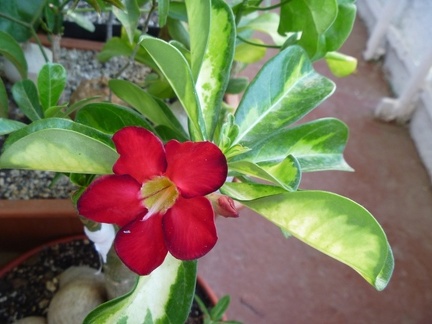 Adenium obesum cv Superba