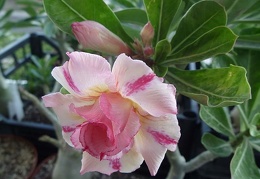 Adenium obesum cv   Thong Chompoo  