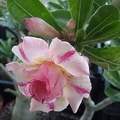Adenium obesum cv   Thong Chompoo  