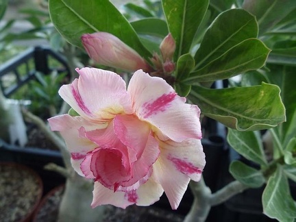 Adenium obesum cv   Thong Chompoo  