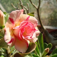 Adenium obesum cv   Thong Chompoo  1